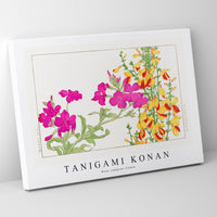 Tanigami Konan - Rose campion flower