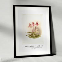 Frederick Sander - Cypripedium tautzianum from Reichenbachia Orchids-1847-1920