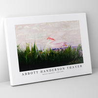 abbott handerson thayer - Roseate Spoonbill-1905-1909