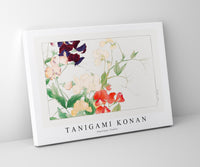 
              Tanigami Konan - Sweetpea flower
            