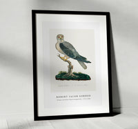
              Robert Jacob Gordon - Elanus caeruleus Black-winged kite (1777–1786)
            