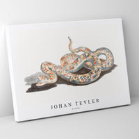 Johan Teyler - A snake