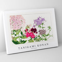 Tanigami Konan - Phlox flower