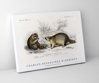 
              Charles Dessalines D'Orbigny - Raccoon (Procyon lotor)
            