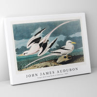 John James Audubon - Tropic Bird from Birds of America (1827)