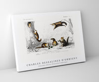 
              Charles Dessalines D'Orbigny - Glaucomys sabrinus (Polatouche D Amerique)
            
