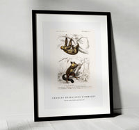 
              Charles Dessalines D'Orbigny - Three-toed Sloth (Bradypus ustus) and Aye-aye (Cheiromys madagascariensis)
            