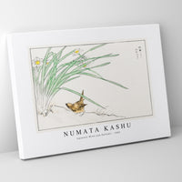 Numata Kashu - Japanese Wren and Daffodil illustration from Pictorial Monograph of Birds (1885)
