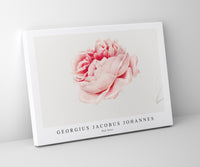 
              Georgius Jacobus Johannes - Red Rose
            