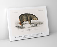 
              Charles Dessalines D'Orbigny - Hippopotamus (Hippopotame Amphibie)
            