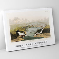 John James Audubon - Spotted Sandpiper from Birds of America (1827)