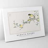 Numata Kashu - Japanese Bunting and Plum Tree illustration from Pictorial Monograph of Birds (1885)