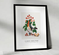 
              James Bolton - European robin and wild strawberry 1768
            