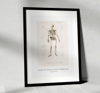 
              Charles Dessalines D'Orbigny - Human skeleton
            