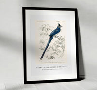 
              Charles Dessalines D'Orbigny - Black-throated magpie-jay (Pica colliei)
            