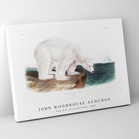John Woodhouse Audubon - Polar Bear (Ursus maritimus) from the viviparous quadrupeds of North America (1845)