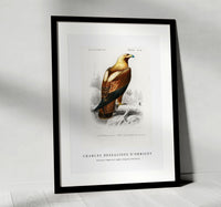 
              Charles Dessalines D'Orbigny - Eastern imperial eagle (Aquila heliaca)
            
