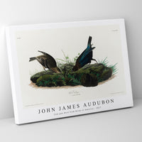 John James Audubon - Cow-pen Bird from Birds of America (1827)