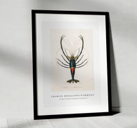 
              Charles Dessalines D'Orbigny - Crimson Crawfish (Palemon Ornatum) (2)
            