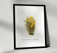 
              Frederick Sander - Dendrobium brymerianum from Reichenbachia Orchids-1847-1920
            