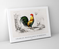 
              Charles Dessalines D'Orbigny - Cock illustrated
            