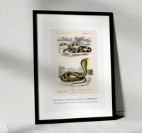 
              Charles Dessalines D'Orbigny - Coral Snake (Elaps Corallinus) and Egyptian Cobra (Naja Hoje)
            