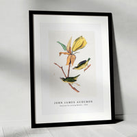 John James Audubon - Kentucky Fly-catching Warbler (1830s)