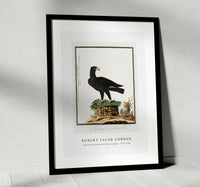 
              Robert Jacob Gordon - Aquila verreauxii Verreaux's eagle (1777–1786)
            