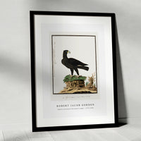 Robert Jacob Gordon - Aquila verreauxii Verreaux's eagle (1777–1786)