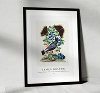 
              James Bolton - Northern Wheatear, Bilberry and Camberwell Beauty and Pupa 1768
            