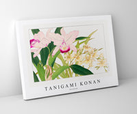 
              Tanigami Konan - Oncidium
            