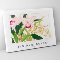 Tanigami Konan - Oncidium