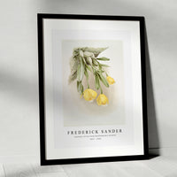 Frederick Sander - Cattleya citrina from Reichenbachia Orchids-1847-1920