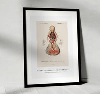 
              Charles Dessalines D'Orbigny - Circulation of the blood In a fetus
            