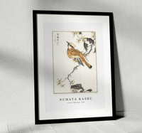 
              Numata Kashu - Eastern Waxwing illustration from Pictorial Monograph of Birds (1885)
            