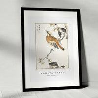 Numata Kashu - Eastern Waxwing illustration from Pictorial Monograph of Birds (1885)