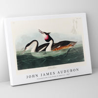 John James Audubon - Crested Grebe from Birds of America (1827)