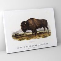 John Woodhouse Audubon - American Bison (Bos Americanus) from the viviparous quadrupeds of North America (1845)