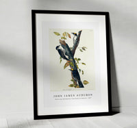 
              John James Audubon - Three-toed Woodpecker from Birds of America (1827)
            