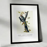 John James Audubon - Three-toed Woodpecker from Birds of America (1827)