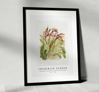 
              Frederick Sander - Cypripedium sanderianum from Reichenbachia Orchids-1847-1920
            