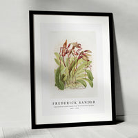 Frederick Sander - Cypripedium sanderianum from Reichenbachia Orchids-1847-1920