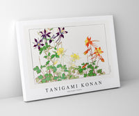 
              Tanigami Konan - Aquilegia flower
            
