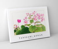 
              Tanigami Konan - Begonia flower
            