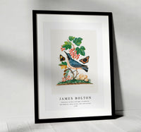 
              James Bolton - Subalpine warbler and eggs, strawberry, Red Admiral, wasp cocoon, ants and cocoons 1768
            