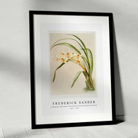 Frederick Sander - Cymbidium (hybridum) winnianum from Reichenbachia Orchids-1847-1920