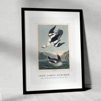 John James Audubon - Smew or White Nun from Birds of America (1827)