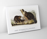 
              John Woodhouse Audubon - American Beaver (Castor fiber Americanus) from the viviparous quadrupeds of North America (1845)
            