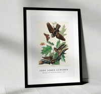 
              John James Audubon - Whip-poor-will from Birds of America (1827)
            