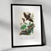 John James Audubon - Whip-poor-will from Birds of America (1827)